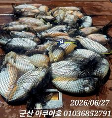 6월27일 안녕하세요 군산아쿠아호 9분모시고 갑오징어 다녀왔습니다