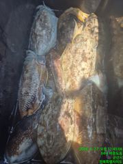 [군산비응항 낚시사냥꾼 에이스호] 27일 토 오전 대왕갑오징어 조황