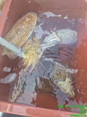 군산비응항 낚시사냥꾼 에이스호] 실시간!! 아침부터 대왕 갑오징어 자~~알 나옵니다.. 야간선비인베트합니다