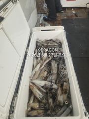 제주갈치는 제주답게~ 제주 구룡호(9DRAGON) 6월 26일 금요일  <<< 갈치 출조 >>>
