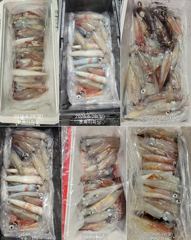 "한치!!대포왕한치"쌍걸이~물폭탄~!! 잘물어줘서 마니잡고 ~(월화수목~예약가능)