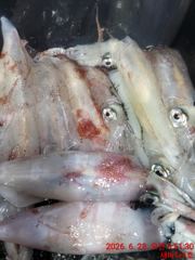 새바다호 한치 다녀 왔습니다 오늘 내일 예약됩니다