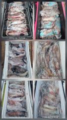 한치 세자리수 잘 나오고 있습니다    화요일7자리여유   세자리수 쿨러가득 채우러 가실분들 미리미리 연락주세요 