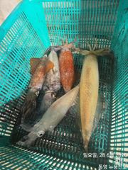 한치피딩을 맛보고..! 오늘 황제낚시각