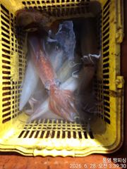 ((왕대포한치))밤새 따박따박 여기저기 새벽까지 오늘ㆍ월ㆍ화(예약가능자리완전텅텅 