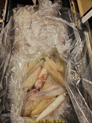 한치 먹물잔치 먹을만큼 잡고 손맛보고 철수 월요일 예약가능