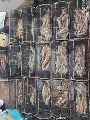 27일새벽 화살촉오징어 먹물쫙쫙~!!씨알급들 엄청잡고~!!(오늘 예약중)