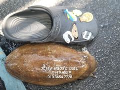 28일, 통통한 대포알 갑오징어~~ ~야간 고등어,삼치 갑니다~군산 포세이돈호