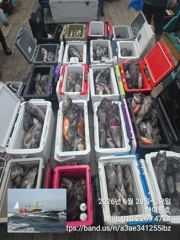 군산하이원 6월 28일 6짜5짜등 쓰리걸이 쌍걸이 조황입니다~