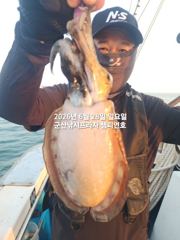 28일, 오늘도 신발짝 갑오징어~~ 실시간~~야간 고등어,삼치 갑니다~군산 챔피언호