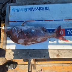 [빅보스호] 2026년 6월 28일 조항