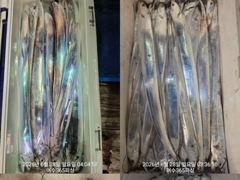 여수365피싱//쿨러조황~^^//.3지~6지까지//씨알.마릿수굿굿굿~^^/오늘.월욜.화욜 자리널널합니다// 예약문의: 010-9070-0365