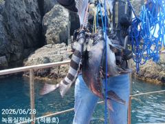28일 장도 거문도 조황 올려드려요