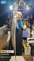 6월28일 갈치많이 잡아왔어요~만쿨!!!도장쾅!! 용가리도 출현!! 내일도 길치잡으러 달립니다