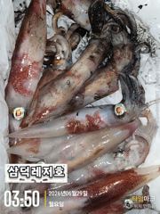 [한치]대.중.소.쿨러조황(오늘.갈치.한치.병행.출항확정) 