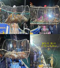 "화살촉오징어" 촉~촉~짧은피딩..!! (오늘,예약가능합니다)