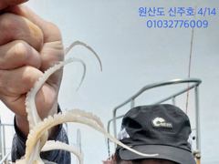 보령 대천 원산도 신주호 4/14 쭈꾸미 조황