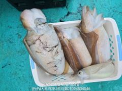 28일, 대포알 갑오징어~사이즈 굿~ ~~야간 고등어,삼치 갑니다~군산 나드리호