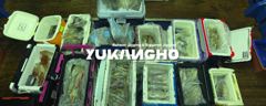 [부산 유강피싱] 유강호 부산권 한치 먹물파티~~