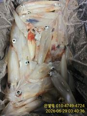 밤새도록 꾸준한 한치 입질~쿨러조황!