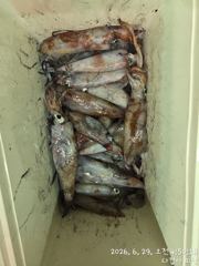 한치 잡으러 함께하세요 ~~