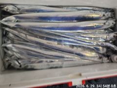 먼바다 갈치 소식 전합니다. 여수 신성호