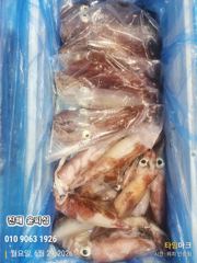윤피싱 29일 한치 입항 조황