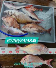 [통영 선외기 태성레저]참돔 꼬라박기 67/56/54/48외 조황