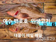 대물 붉바리 57cm.53cm.51cm 와 200마리 이상 장원 22마리(동영상 조황)