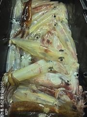 왕한치꾸준한입질65수외전원쿨러조황오늘고~