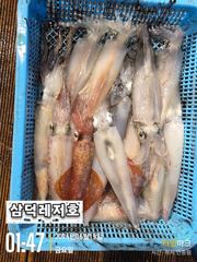 [한치]대포한치,100수 ""가즈아"'(목요일,소수인원,출항확정)