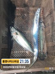 통영나이스피싱!!!  갈치잡다가 왕한치 밭에 빠져서 초보자도 70여수. 금요일 다시한번