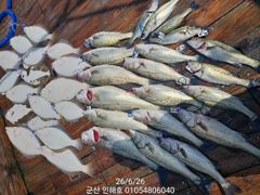 ♥겁나 나와! 신나 죽음ㅋ♥농어·광어·우럭 생미끼♥군산 인해호♥