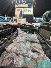 [챔피언피싱] 7월1일 입항 한치 쿨러조황~