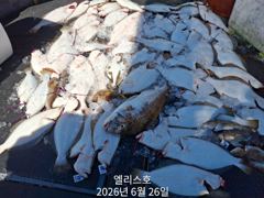 6월 26일조황