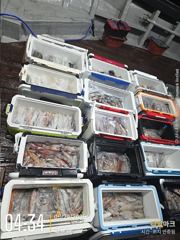 우당탕탕[한치~한치]오늘 손맛보고 쿨러채우러 갑니다[오늘예약가능