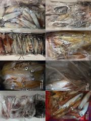 [진해한치낚시] 활성도 좋게 올라오는 왕한치 찐한 손맛 보러 내일도 달립니다^0^