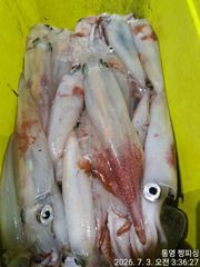 ((왕대포한치))남쪽에는 밤새따박따박 서쪽에는 폭풍입질 오늘 폭풍입질(예약가능 