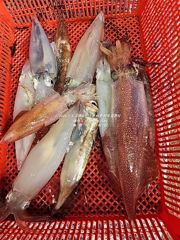 [통영대교피싱]실시간,,폴링바이트,쌍걸이 난리 난리~ 일요일 자리여유