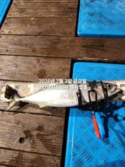 오늘도 갑니다~~야간 "대왕 고등어"끝네주는 싸이즈~ ~참치,갈치등 다양한 어종이 낚이는 시기~!! 매일출조~군산 챔피언호