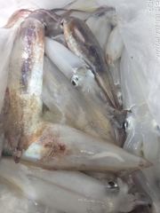 왕한치따문~따문30수외쿨러채우려오늘도달립니다.