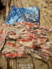 완도더킹호 3일 한치 철수조황 입니다