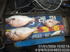 풍화리 선외기의 참돔 꼬라박기 조황