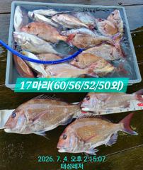 [통영 선외기 태성레저]참돔 꼬라박기 60/60/56/52/50외 조황
