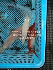 통영 수 은 호 실시간 조황입니다 한치가 잘 올라옵니다 오늘 자리여유 있습니다(10단 다단,오모리 가능)  예약 010 3361 4231 전화주세요 