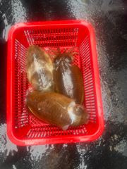7월4일조황