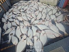7월 4일 마릿수광어조황