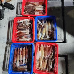 7월4일 제주엔에스호 한치 오징어 조황입니다