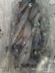 거제 뉴새바다호 한치다녀  왔습니다  오늘 예약가능합니다