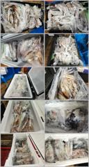 <여수뉴피닉스호> 7월5일 한치조황입니다. 문어전투낚시 13일(월)부터 자리있습니다. 010 7178 3800